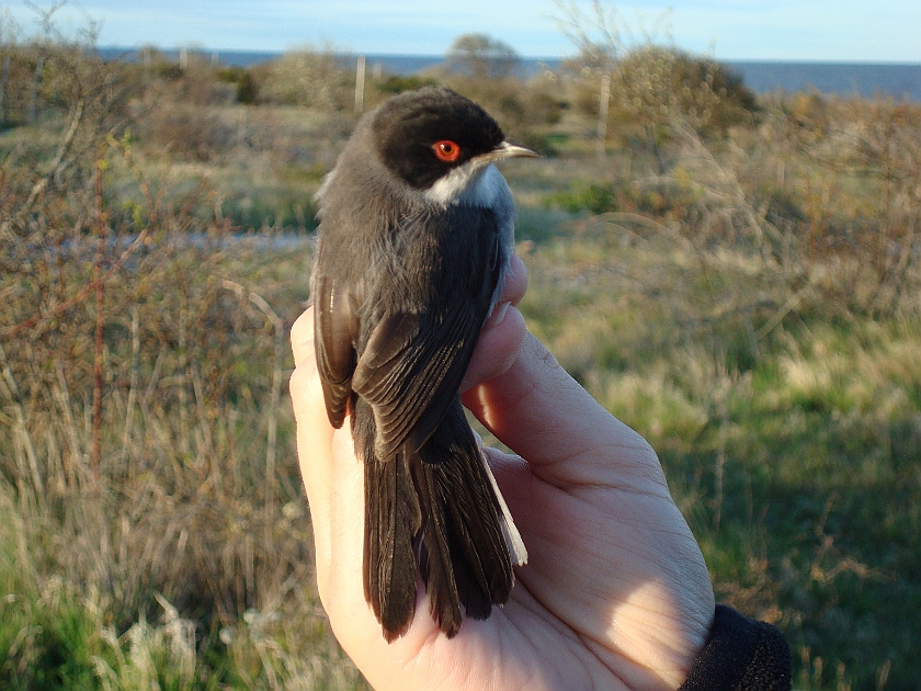 Sardinian Warbler, Sundre 20090512